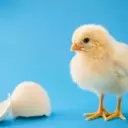 Chicks Show Innate Sound-Shape Connection Like Humans