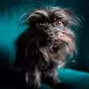 When Do Dogs Need Anxiety Medication? A Vet's Insights