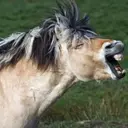 Understanding the Bimodal Nature of Horse Whinnies