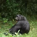 Chimpanzee's Diet of Fermented Fruit Offers Clues to Human Alcohol Affinity