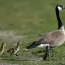 The Amazing Journey of Geese: Migration and Survival