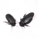 Cockroaches Show Evidence of Long-Term Pair Bonding Through Unique Ritual