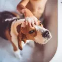 Spring Pet Care Essentials: A Comprehensive Guide to Your Pet's Hygiene