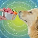 Fresh Dog Food: A Detailed Analysis of Its Benefits and Drawbacks