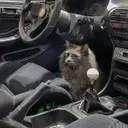 Car and Driver Staff's Beloved Pets
