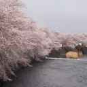 The Ephemeral Splendor of Cherry Blossoms: A Global Photographic Journey