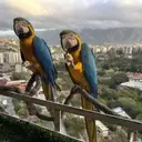 Caracas' Vibrant Macaws Face Habitat Loss Amid Urban Renewal