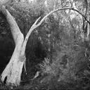 Shannon Cavarocchi's 'Song of the Siren': A Photographic Journey of Healing and Connection