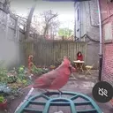The Unexpected Joy of Birdwatching and its Influence on Fashion