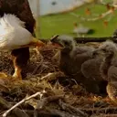 Eagle Nest Cameras: A Digital Community's Passion for Avian Life