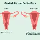 Understanding Your Cervix: A Guide to Self-Examination
