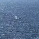 Timmy, the Humpback Whale, Returns to the Ocean After Weeks of Stranding