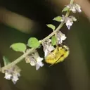 The Vital Role of Pollinators: Enhancing Human Health and Economic Stability