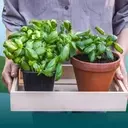 Cultivating Culinary Herbs: A Guide for Home Gardeners