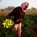 Africa's Path to Food Security: Embracing Agroecology Amidst Fertilizer Crisis