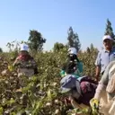 Egyptian Cotton: Weaving a Future of Traceability and Sustainability