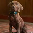 Online Debate Over Scooby-Doo's Appearance in New Live-Action Series