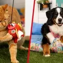 New 'Pokémon Playful Partners' Collection Launched for Pet Owners
