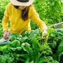 Extend the Shelf Life of Spinach for Enhanced Health Benefits