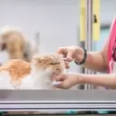 Petco's Strategic Revival: A Promising Prospect for Value Investors