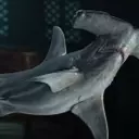 Acquiring Hammerhead Shark Bones in Assassin's Creed Black Flag Resynced
