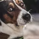Understanding and Managing Your Dog's Flatulence