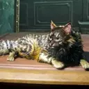 Acquiring Companions in Assassin's Creed Black Flag Resynced