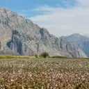 The European Cotton Revival: A Sustainable Luxury Trend