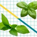 Unveiling the Distinctive Characteristics of Italian Sweet Basil and Thai Basil in Culinary Arts