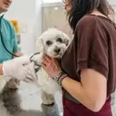 Recognizing Urgent Pet Health Issues: When to Seek Emergency Veterinary Care
