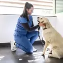 IDEXX Laboratories: Sustained Growth in the Pet Healthcare Sector
