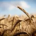 Nutrien Ltd. (NTR) Stock: A Deep Dive into Its Undervalued Potential Amidst Global Shifts