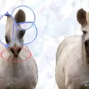 "Horse Magnifier: The Full Horse" Takes Steam by Storm with Unique Puzzle Gameplay