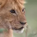 Jon Favreau's Harrowing Journey into Wildlife Documentary with National Geographic's 'Lion'