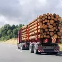 Timber Sales and Social Security: Investor or Logger?