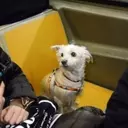 Canine Companions: Dogs Navigating the NYC Subway