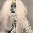 A Whimsical Canine Wedding: Revisiting 'Puppy Love' from Vogue's 1998 Archives