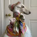 Samantha: The Afghan Hound Redefining Canine Chic