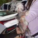 The Charm of the Unconventional: Celebrating the World's Ugliest Dogs