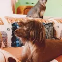 Lena Dunham and Her Beloved Canine Companions: Ingrid and Cornichon
