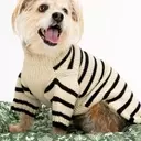 Behind the Scenes of a Star-Studded Canine Photoshoot