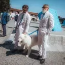 Fashion Week's Most Stylish Canines Steal the Spotlight