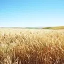 Understanding Tradable Commodities: Basics, Drivers, and Trading