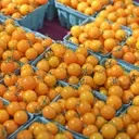 The Accidental Triumph of Sungold Tomatoes