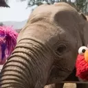 Elmo and Friends Embark on an African Safari in 'Sesame Street and the Great Elephant Adventure'