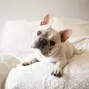 The Enigmatic Head Tilt: Unraveling Your Dog's Adorable Gesture