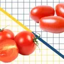Understanding the Differences Between Cherry and Grape Tomatoes