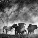 Werner Herzog's 'Ghost Elephants' Secures Home Entertainment Distribution with Buffalo 8