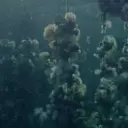 Examining Ecological Change Through the Unique Lens of Oyster Farming in 'Concrete Turned to Sand'