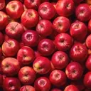 Mastering Apple Freshness: Expert Tips and Storage Secrets